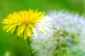 pianta Tarassaco proprietà e benefici fiore tarassaco detox